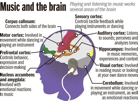 How Do Different Genres of Music Affect the Brain: A Diverse and Intricate Analysis